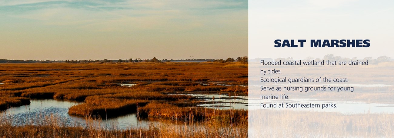 Salt marsh during sunset. Text over image reads: Flooded coastal wetland that are drained by tides. Ecological guardians of the coast. Serve as nursing grounds for young marine life. Found at Southeastern parks.