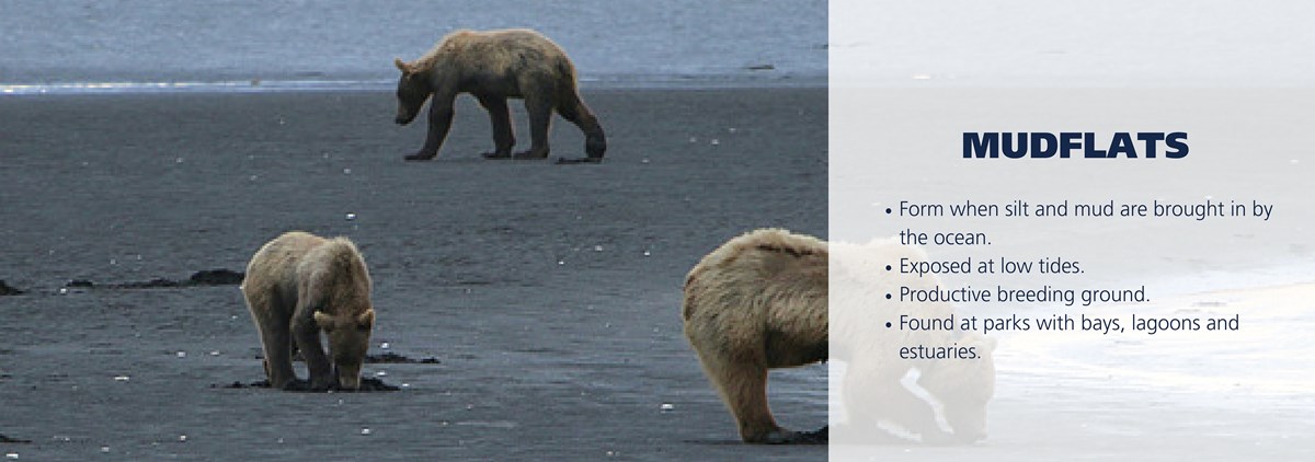 Bears search for food on mudflats. Text over image: Form when silt and mud are brought in by the ocean. Exposed at low tides. Productive breeding ground. Found at parks with bays, lagoons and estuaries.