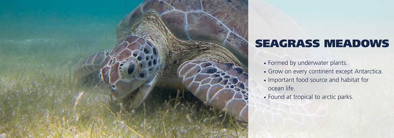 A sea turtle eats seagrass. Text over image reads: Formed by underwater plants. Grow on every continent except Antarctica. Important food source and habitat for ocean life. Found at tropical to arctic parks.