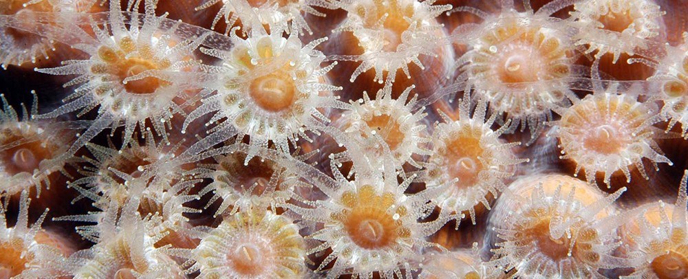 close up pf pink coral polyps
