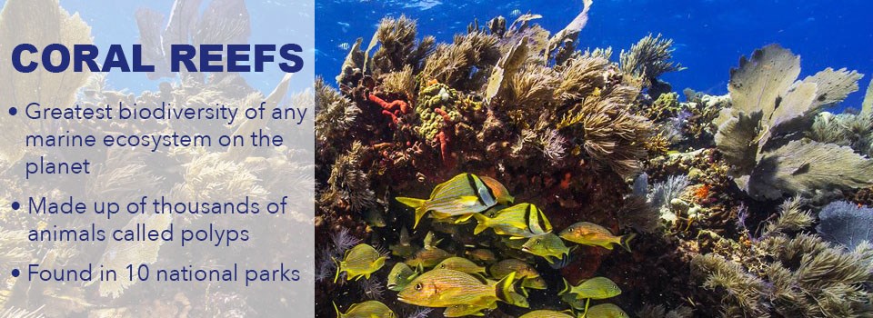 coral with 3 facts about polyps, biodiversity, and 10 national parks with coral