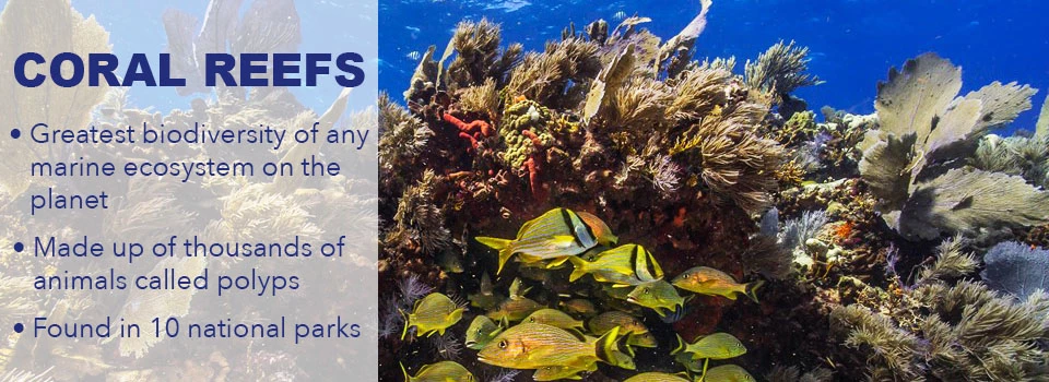 Corals coral with 3 facts about polyps, biodiversity, and 10 national parks with coral