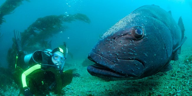Diver in kelp forest with large fish.