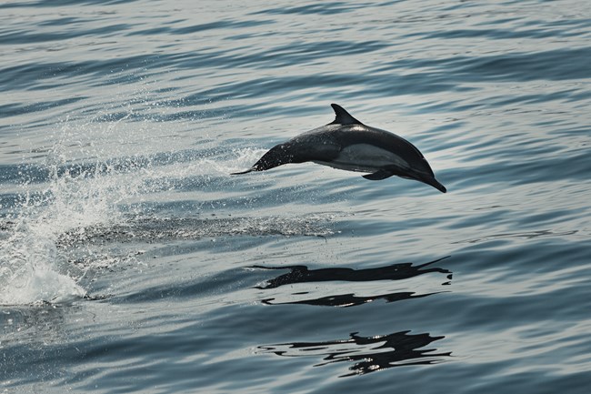 A dark gray common dolphin jumps out of the water with its shadow reflected on the calm ocean. A web of white spray trails behind the dolphin.