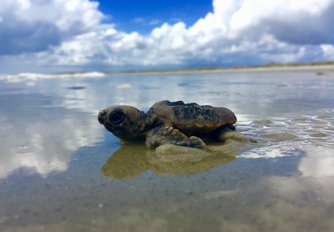 a sea turtle hatching