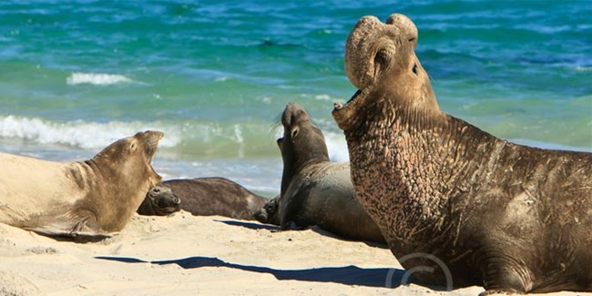Elephant seals on beach.