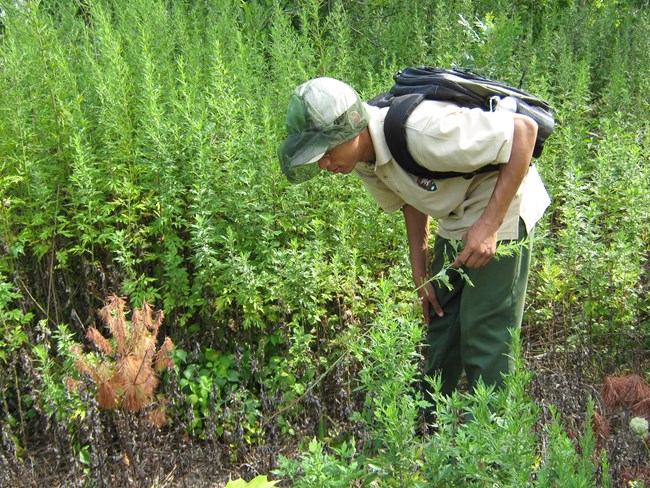 Youth Conservation Crew at Gateway National Recreation Area Youth Conservation Crew member leans over to observe vegetation