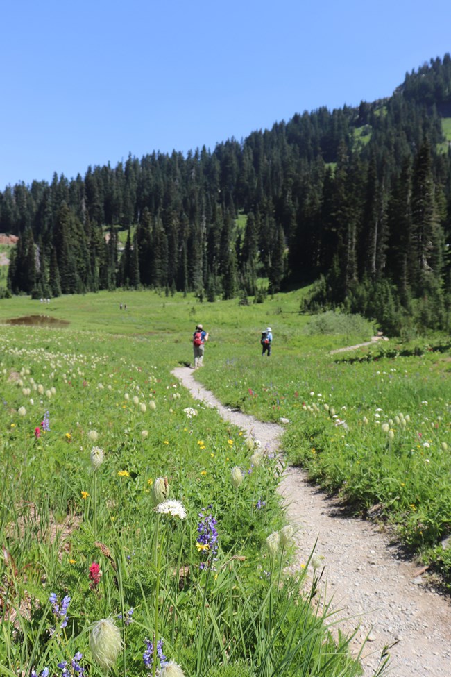 Two hikers walk along a narrow trail through wildflowers, towards a tree-covered hill rising in the background