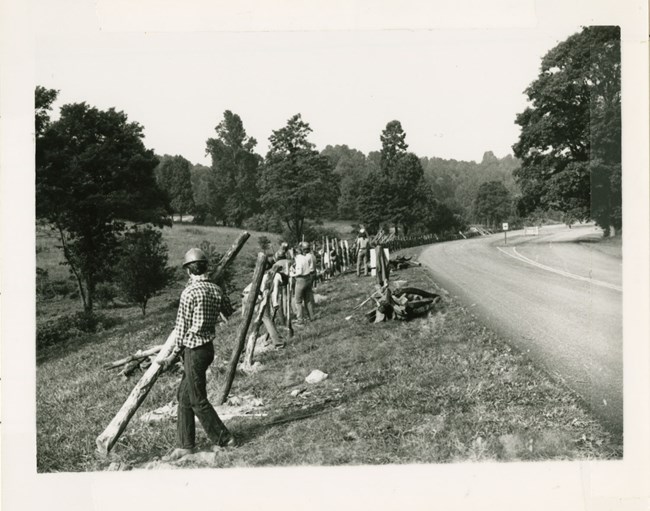 A row of young people place wooden fence posts in holes on a grassy slope alongside a road.