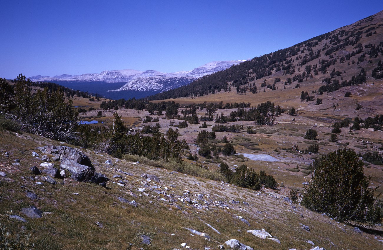 Trees scattered across Tuolumne Meadows from Mono Pass, surrounded by mountains