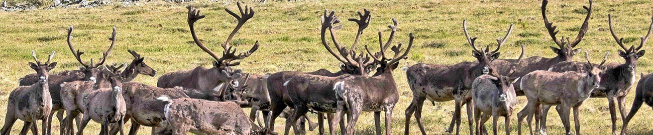 Herd of caribou Herd of caribou, many with impressive antlers, on a grassy landscape