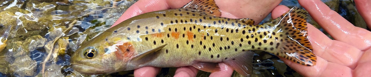 After Fire, Process-Based Restoration Creates Habitat for Native Fish hands holding a colorful, spotted fish