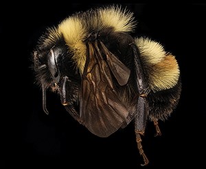 Appalachian rusty patched bumblebee (Bombus affinis). Image credit: USGS Bee Inventory and Monitoring Lab Magnified photo of a black and beige bumblebee