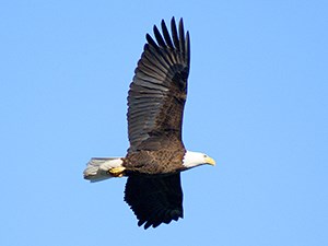 Bald eagle in flight