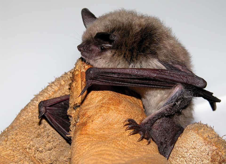 Little brown bat in gloved human hand (Copyright Kristi DuBois, all rights reserved)