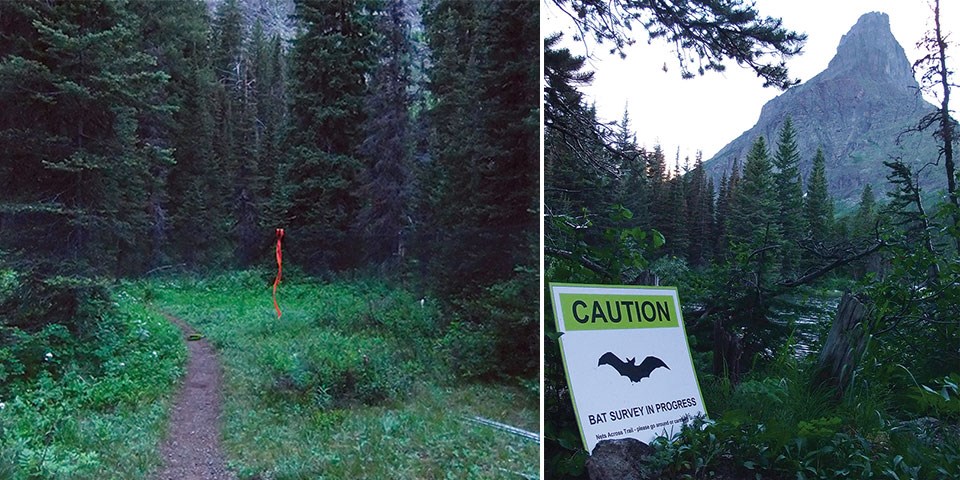 Left: A nearly invisible mist net is set up across a trail. Right: A signs alerts visitors to a bat survey in progress.