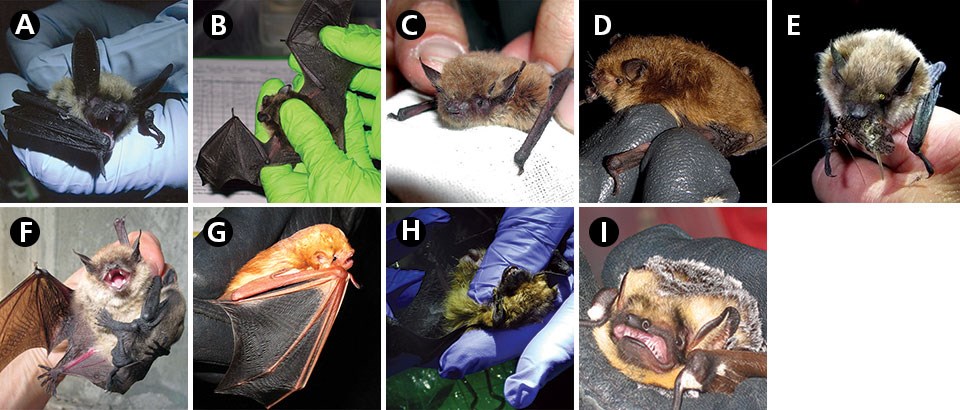 A: long-eared bat, B: silver-haired bat, C: California myotis, D: Yuma myotis, E: little brown bat, F: long-legged bat with pup, G: eastern red bat, H: big brown bat, I: hoary bat