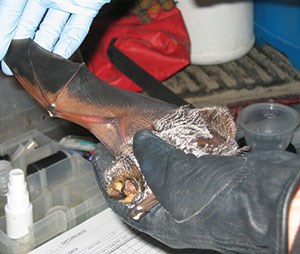 Hoary bat in gloved hand of a biologist