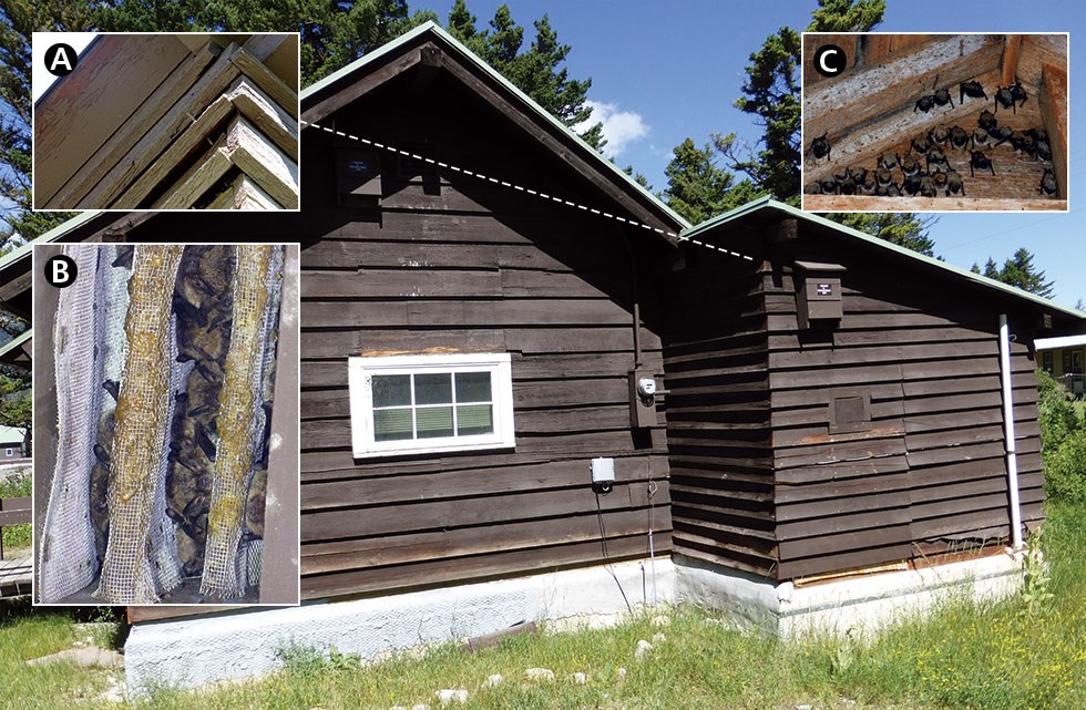 Historic wooden building, the type of which has siding that provides roost sites for bats