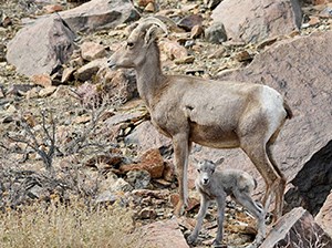 A desert bighorn ewe stands next to a lamb in front of brown rocks in a dry mountain scene.