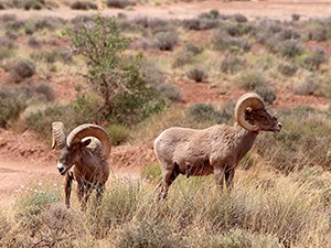 Bighorn rams with imposing horns graze on green vegetation against a backdrop of red rocks and earth interspersed with green shrubs