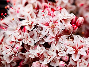 California buckwheat flowers Pink and white flowers with long, red-tipped stamens