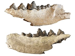 Two white fossil jawbones with brown teeth