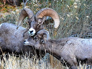 Two Capitol Reef bighorn sheep rams