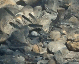 Young Chinook salmon Animation of young Chinook salmon swimming over a rocky stream bed