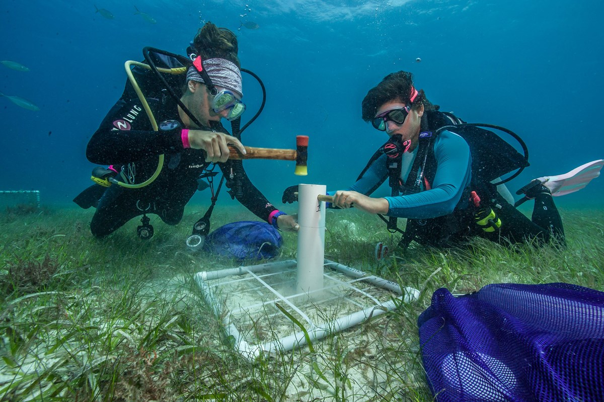 Two women scientists in diving gear collect a sediment sample from an underwater seagrass meadow