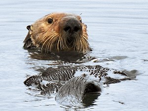 Sea otter A sea otter floating, with its face sticking out of the water