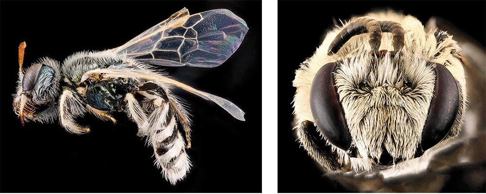 Figs 8 and 9 Figs 8 and 9