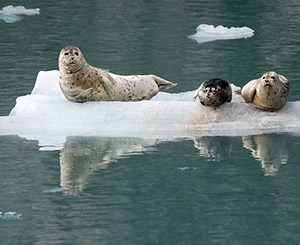 Harbor seals on ice Three harbor seals on ice floating on turquoise blue water