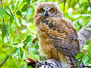 A fluffy tan and white bird with bright yellow eyes sits on a black an white striped branch against a backdrop of pale green leaves and looks at the viewer