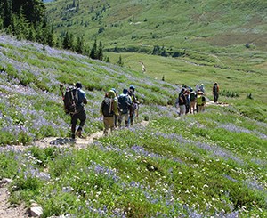 Hikers viewing Paradise Meadows wildflowers A sunlit mountain valley flanked by evergreen trees with a dirt path with many people dressed in hiking gear