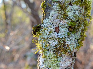 Lichen growing on a tree trunk