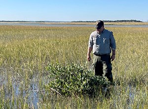 Man standing in a salt marsh looking at a small tree next to him.
