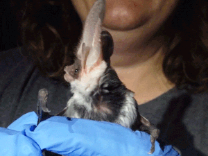 Video animation of a bat with large ears, held in a gloved hand, rotating its head and opening and closing its mouth.