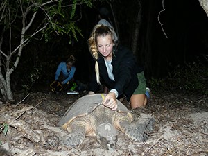 Measuring a sea turtle's shell Woman keeling on the beach, measuring the shell of a large turtle