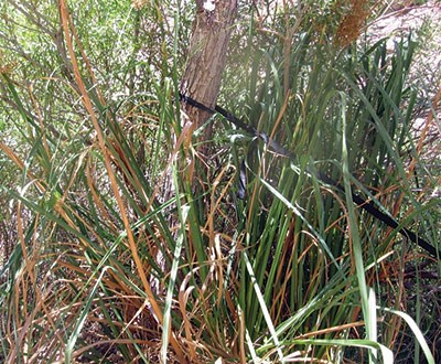 A clean rappel, characterized by temporary placement of webbing around a tree trunk, which acts as an anchor.