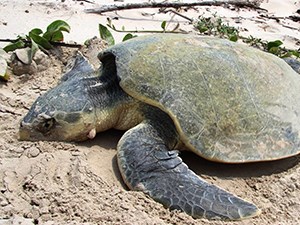 Kemp's ridley sea turtle with tumor