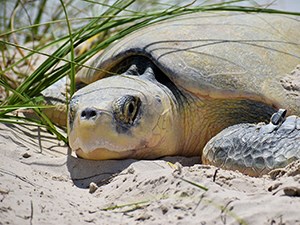 Kemp's ridley sea turtle with tagged front flipper lies in the sand next to green plants