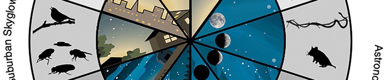 Perpetual "Moonlight” May Be Disrupting Animals’ Life Cycles Section of a diagram from the article, Perpetual "Moonlight” May Be Disrupting Animals’ Life Cycles