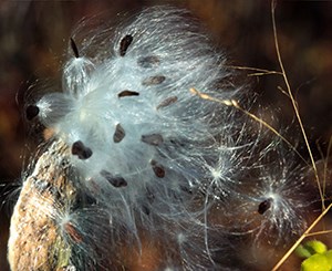 Bursting milkweed pod Bursting milkweed pod