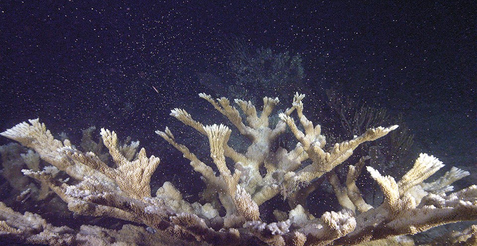 A colony of elkhorn coral (Acropora palmata) releases thousands of egg-sperm bundles into the water column in Florida.