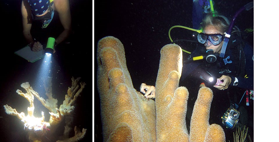 (Left) A research diver observes and documents the spawning of Acropora palmata. (Right) A diver observes and documents the spawning of Dendrogyra cylindrus.