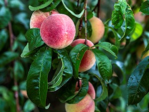 Pink peaches on a tree with dark, shiny green leaves in a National Park Service orchard