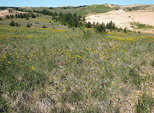 The lakeshore dune site at Pictured Rocks (Mich.) on Lake Superior. NPS photo.