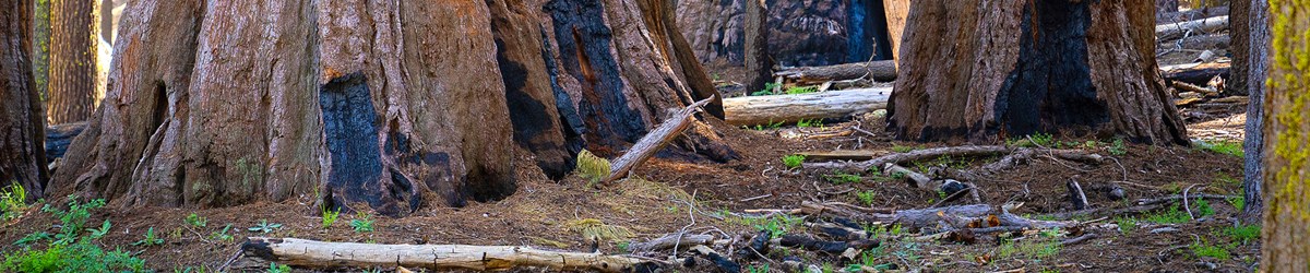 A group of large trees with burn scars stand in front of leafy green vegetation.