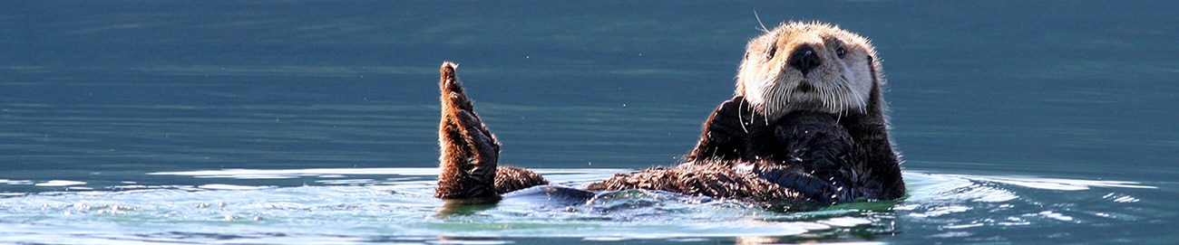 Sea otter at Kenai Fjords National Park floating on its back in deep blue water.